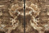 Tall, Petrified Wood Bookends - McDermitt, Oregon #231785-2